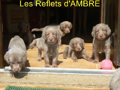 des Reflets d'Ambre - LES CHIOTS ONT 6 semaines ...