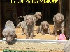  - LES CHIOTS ONT 6 semaines ...