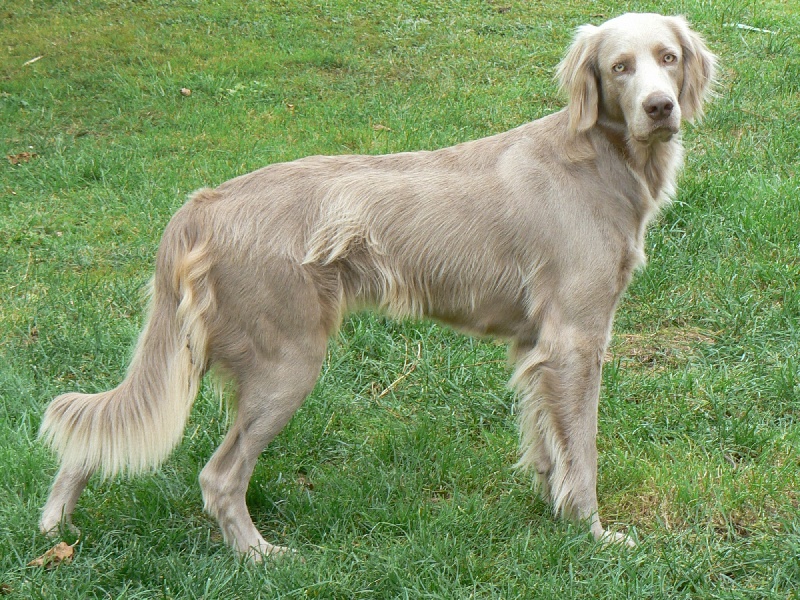 Ambre des gris de la marasse