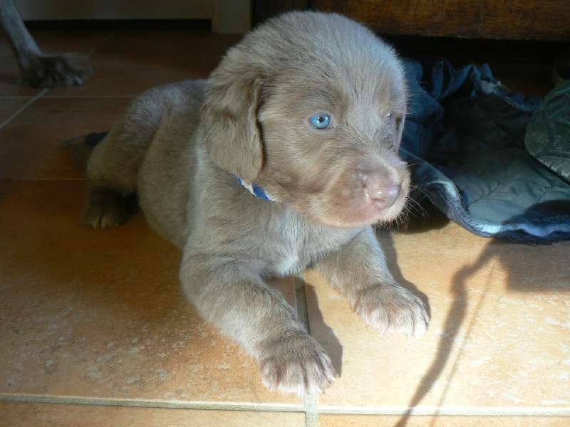 5ème semaine : Les chiots s'amusent
