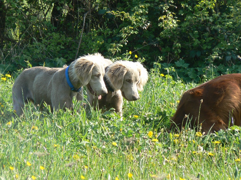 FONZY, FUDJI et FLEURIN des Reflets d'AMBRE