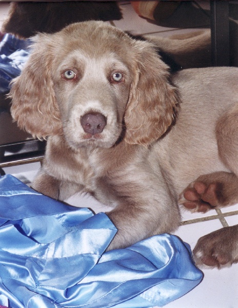 AMBRE et BOUSKHÔ jeunes chiots