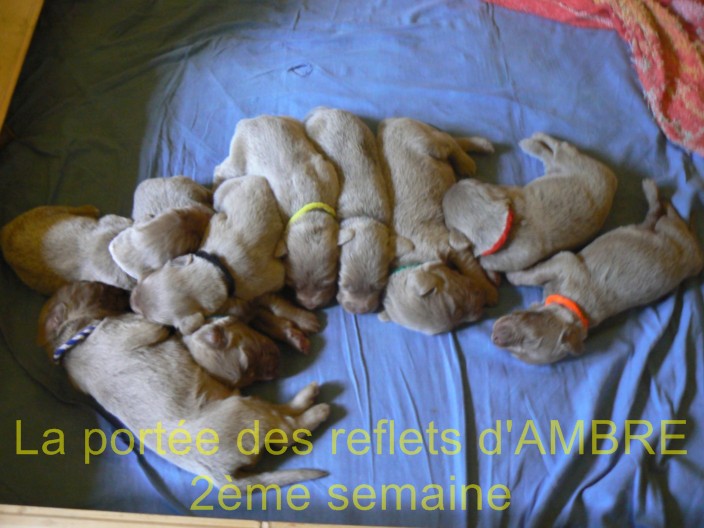 2ème semaine, ils ont ouvert les yeux